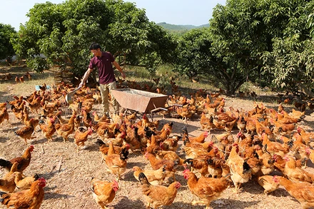 Ảnh minh họa: THÀNH ĐẠT