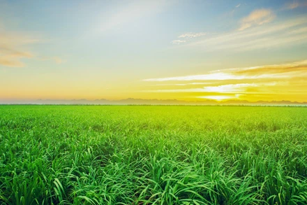 Xây dựng thương hiệu quốc gia cho nông sản Việt: Câu chuyện của cây mía TTC AgriS