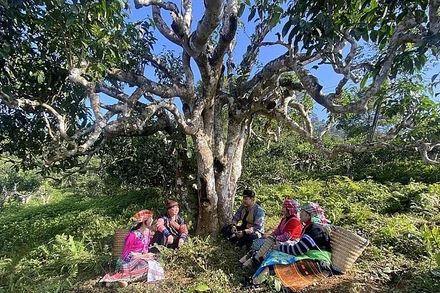 Chè Suối Giàng được tiêu thụ tốt nhờ câu chuyện về những cây chè cổ thụ trên núi cao được kể lại trong từng sản phẩm.