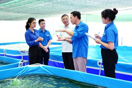 Cán bộ Tỉnh đoàn Ninh Bình kiểm tra, thẩm định mô hình nuôi trồng tảo xoắn Spirulinna tại xã Đông Sơn, thành phố Tam Điệp. Ảnh: tinhuyninhbinh.vn