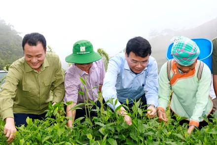Bí thư Tỉnh ủy Lào Cai Đặng Xuân Phong thị sát, kiểm tra cơ sở sản xuất chè chât lượng cao, phục vụ xuất khẩu, ở vùng cao huyện Mường Khương (Lào Cai). Ảnh: ĐỨC PHƯƠNG
