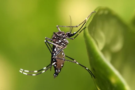 Muỗi Aedes aegypti. 