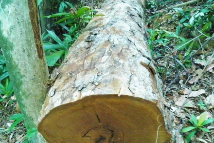 Cây gỗ tự nhiên trong lâm phận rừng phòng hộ Quảng Ninh bị khai thác trái phép. Ảnh: Hương Giang