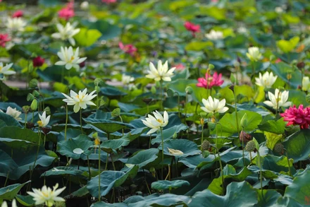 Bài học lớn của công cuộc đổi mới ở Việt Nam