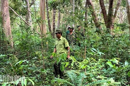 Lực lượng Kiểm lâm Khu Bảo tồn thiên nhiên Ea Sô tuần tra bảo vệ rừng.
