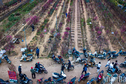 Ảnh: THÀNH ĐẠT