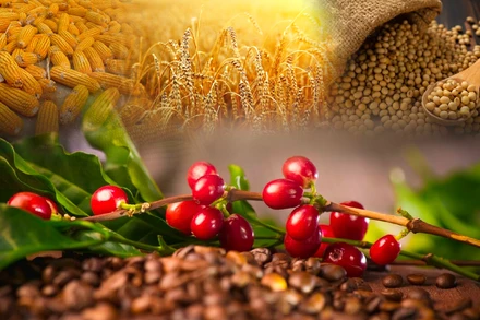 Lực bán chiếm ưu thế trên bảng giá hàng nông sản