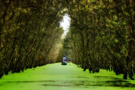 Rừng tràm Trà Sư. Ảnh: Quốc Dũng