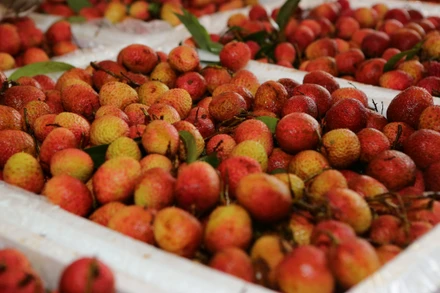 Vải thiều Lục Ngạn, một trong những sản phẩm OCOP chủ lực của Bắc Giang. (Ảnh THÀNH ĐẠT) 