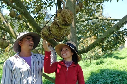 Phát huy lợi thế xuất khẩu rau quả 