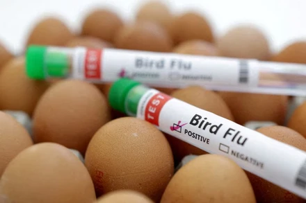 Ống xét nghiệm cúm gia cầm. (Ảnh: Reuters)