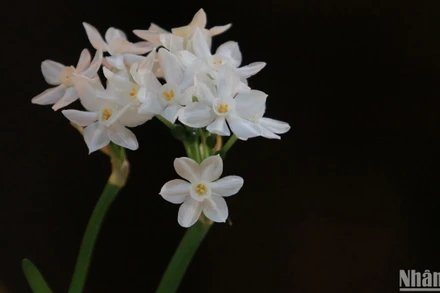 Thanh tao thủy tiên đón Tết