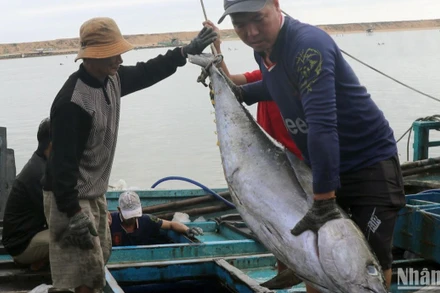 Ngư dân trên tàu cá PY 95345 TS về bến trước đó đang bốc dỡ cá lên bờ tại cảng cá Phú Lạc, thị xã Đông Hòa, Phú Yên. 