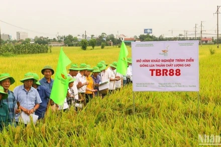 Vụ đông xuân năm nay, ThaiBinh Seed đã đưa ra khảo nghiệm diện rộng 20 giống lúa mới.