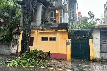 Mưa bão khiến một số cành cây gãy đổ trên nhiều tuyến phố tại thành phố Hà Nội. (Ảnh: THỦY NGUYÊN)