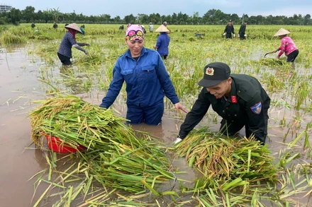Giúp dân thu hoạch lúa.