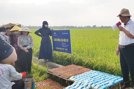 Các đại biểu nghe giới thiệu việc sử dụng trứng gà và sữa tươi để phun cho lúa hữu cơ.