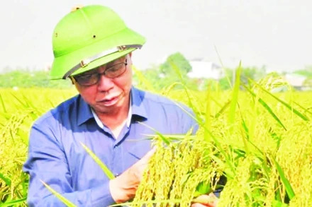 Anh hùng Lao động Trần Mạnh Báo, Chủ tịch Hội đồng quản trị Tập đoàn ThaiBinh Seed bên giống lúa nếp Bể được phục tráng thành công.