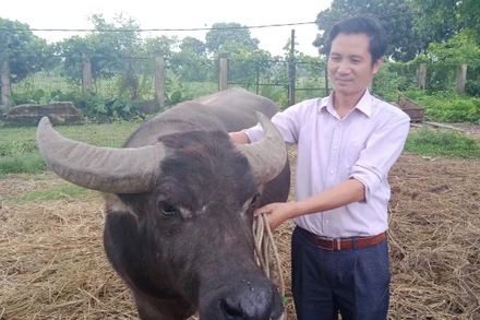 Tiến sĩ Nguyễn Văn Đại và cộng sự bảo tồn và nhân giống nhiều giống trâu quý.