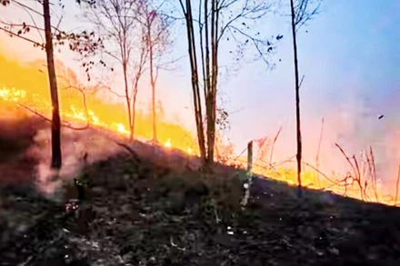 Hơn 10ha rừng đặc dụng ở huyện Định Hóa bị cháy.