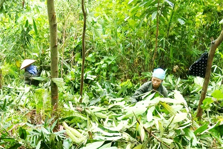 Người dân xã Kim Phượng, huyện Định Hóa thu hoạch cành, lá quế.