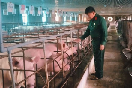 Trang trại chăn nuôi lợn của ông Nguyễn Ngọc Hùng ở tổ Sau, phường Lương Sơn, thành phố Sông Công, tỉnh Thái Nguyên.