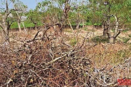 Đào chết được người dân làng Sa Cát (phường Hoàng Diệu, thành phố Thái Bình) xếp chất đống trong các mảnh vườn nhà.