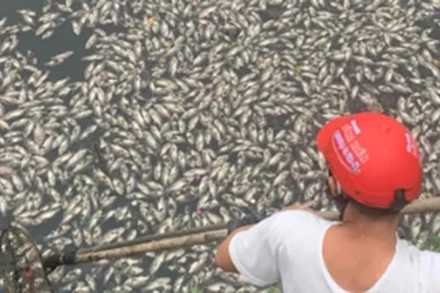 Cá chết nổi đầy mặt nước ở hào Thành Vinh. (Ảnh Thanh Phúc)