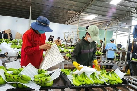 Chuối xuất khẩu, một hướng đi mới nhiều tiềm năng ở Gia Lai.