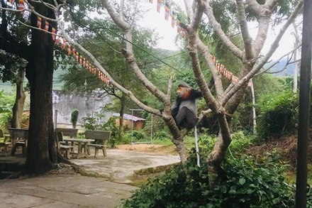 1 con Voọc Chà vá chân xám đang cư trú tại khu vực dân cư thôn Cầm Tú, xã Hòa Kiến, thành phố Tuy Hòa, tỉnh Phú Yên. (Ảnh: Chi cục Kiểm lâm Phú Yên cung cấp).