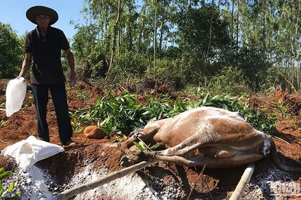 Bò mắc bệnh lở mồm long móng bị chết buộc phải tiêu hủy gây thiệt hại nặng cho người chăn nuôi ở Quảng Ngãi. 