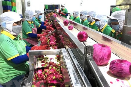Chế biến thanh long xuất khẩu. (Ảnh minh họa. Nguồn: TTXVN)