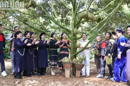 Đồng bào Tây Nguyên vui cùng Lễ hội Sầu riêng 