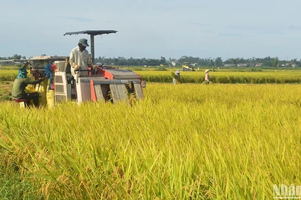 Tỉnh Quảng Ngãi đạt kết quả khá toàn diện sau gần 3 năm thực hiện kế hoạch tái cơ cấu lại ngành nông nghiệp.