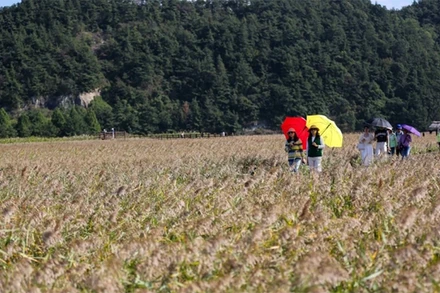 Du khách tham quan Vịnh Suncheon (Hàn Quốc). (Ảnh: THX/TTXVN)