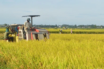 Năm 2023, vùng Đông Nam Bộ, Tây Nguyên và duyên hải Nam Trung Bộ đạt tổng sản lượng thóc ước 6,2 triệu tấn, tăng 130 nghìn tấn so với năm 2022. 