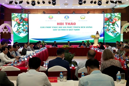 Các đại biểu dự hội thảo.