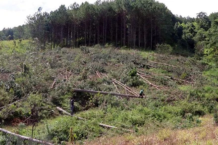 Toàn cảnh hiện trường vụ phá rừng. (Ảnh: Chu Quốc Hùng/TTXVN)