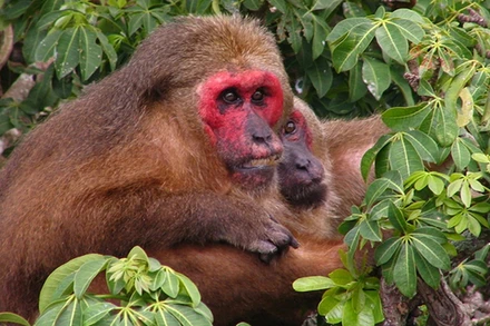 Khỉ mặt đỏ nằm trong danh mục Sách đỏ Việt Nam, được xếp vào nhóm động vật rừng nguy cấp, quý, hiếm. (Ảnh minh họa: iNaturalist)