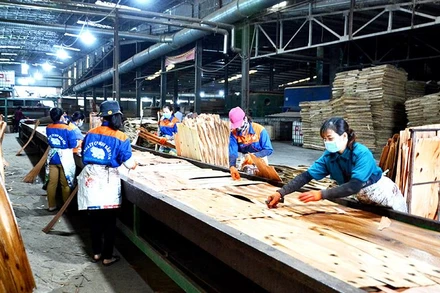 Sản xuất ván ép và gỗ thanh từ gỗ rừng trồng ở Nhà máy sản xuất gỗ MDF Bảo Yên, tỉnh Lào Cai. (Ảnh QUỐC HỒNG)