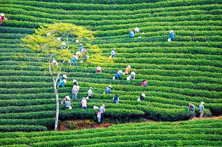 Thời điểm vàng phát triển kinh tế tập thể