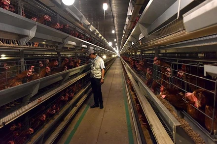 Khu chăn nuôi gà đẻ trứng áp dụng công nghệ cao Công ty Delco Farm, tỉnh Bắc Ninh. (Ảnh DUY ĐĂNG)