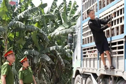 Bản tin thời sự sáng ngày 31/5/2025: Phát hiện 180 con lợn nhiễm dịch tả lợn châu Phi đang đi tiêu thụ tại Nghệ An