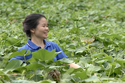 Với khát vọng vươn lên, bản tính học hỏi, lòng kiên trì là chìa khóa giúp các thanh niên dân tộc thiểu số khởi nghiệp thành công.