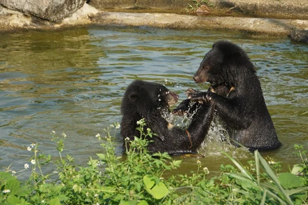 Những chú gấu được cứu hộ, chăm sóc cẩn thận tại Cơ sở bảo tồn gấu Ninh Bình.