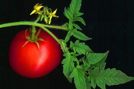 Các nhà khoa học Israel phát hiện thực vật có thể phát ra âm thanh