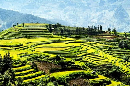 Mùa vàng, mùa cốm trên cao nguyên trắng Bắc Hà. (Ảnh: TRÁNG CƯỜNG)