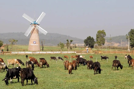 Trang trại bò sữa Organnic tiêu chuẩn châu Âu tại Lâm Đồng.