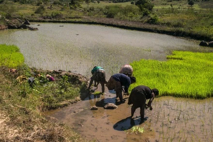 Người dân làm việc dưới trời nắng nóng tại làng Tolagnaro, Madagascar. (Ảnh: AFP/TTXVN)