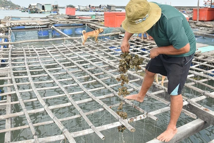 Hàu của người dân xã Hòn Tre, huyện Kiên Hải, tỉnh Kiên Giang chết nghi do nguồn nước bị ô nhiễm.